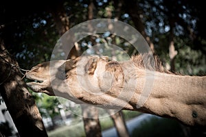 Close up of a brown camel head reaching out for the tree