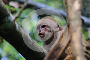 Close up of a Brown capuchin monkey, cebus albifrons