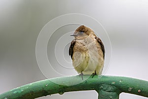 Close-up of a Brown-chested Martin, Serra da Mantiqueira, Atlantic