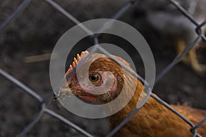 Close-up of a brown chicken behind a fence