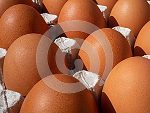 close-up of brown chicken eggs in egg box