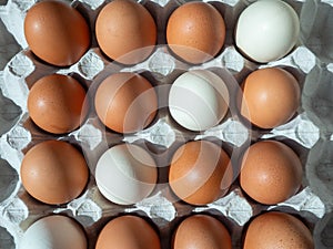 close-up of brown chicken eggs with line of white eggs in egg box, egg container