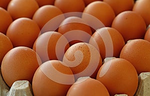 Close up brown chicken eggs in tray carton