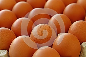 Close up brown chicken eggs in tray carton