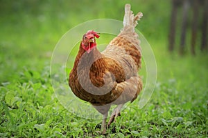 Close up brown chicken in green field livestock farm