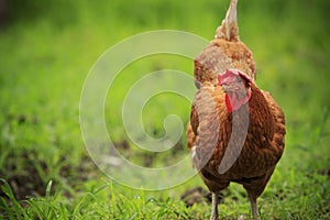 Close up brown chicken in green field livestock farm