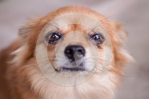Close up brown Chihuahua dog looking camera