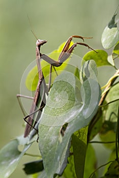 Close Up of a Brown Chinese Preying Mantis Walking Up Vine Leave