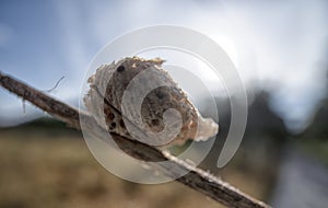 Close up of the brown-colored mantid egg case on the blade of grass.