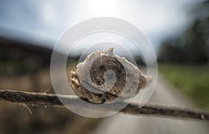 Close up of the brown-colored mantid egg case on the blade of grass.