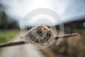 Close up of the brown-colored mantid egg case on the blade of grass.