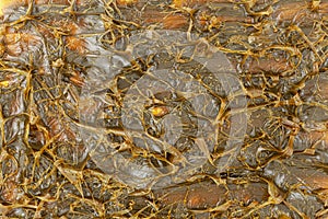 Close-Up of Brown-colored textured MPLR lubricating molybdenum disulfide grease.
