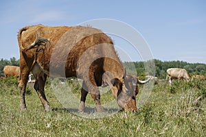 Close up of a brown cow. in the background a herd of cows grazes in the meadow. keeping cattle outdoors.