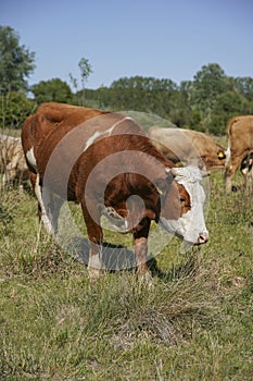 Close up of a brown cow. in the background a herd of cows grazes in the meadow. keeping cattle outdoors. Blue sky with clouds.