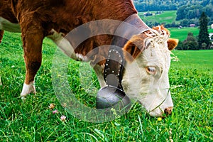 Close-up of brown cow with bell eating grass on pasture in Alps mountains, Switzerland. Green fresh grass in summer or