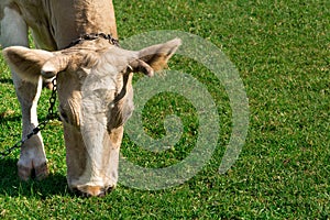 Close up brown cow with chain on meadow eating green spring grass. Animal protection concept. Copy space