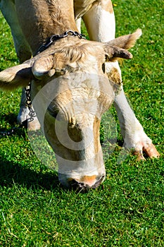 Close up brown cow with chain on meadow eating green spring grass. Animal protection concept. Copy space