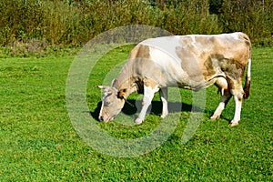 Close up brown cow with chain on meadow eating green spring grass. Animal protection concept. Copy space