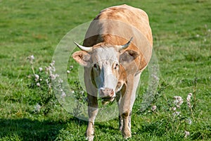 Close up of a brown cow chewing the cud. Green grass and  in the background
