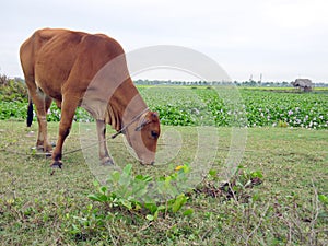 Close up of brown cow eating grass on meadow