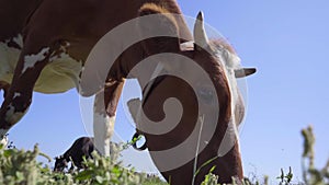 Close-up Brown Cow Eating Grass On Pasture. Herd of Dairy Cows Grazing on Meadow