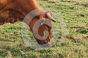 Close up of a brown cow eating green grass in the farm with big horns