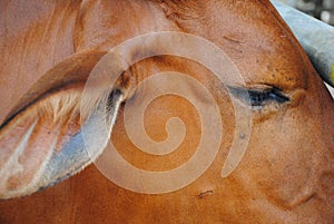 Close up of brown cow face and eye in farm