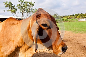 Close up brown cow on the farm