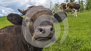 Close-up brown cow head in front of mountain meadow landscape. Agriculture concept