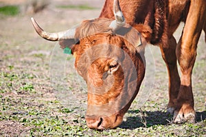 Close up of a brown cow Rubia Gallega grazing in a field