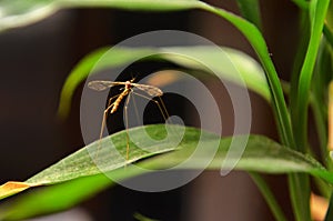 Close-up of a brown Crane Fly erect on a houseplant inside a home in northwest Missouri.