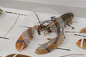 Close-up of a brown crayfish in a white aquarium of a seafood restaurant. Sea products on the market. Fresh seafood