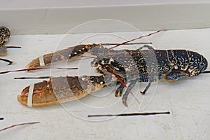 Close-up of a brown crayfish in a white aquarium of a seafood restaurant. Sea products on the market. Fresh seafood