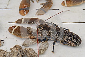 Close-up of a brown crayfish in a white aquarium of a seafood restaurant. Sea products on the market. Fresh seafood