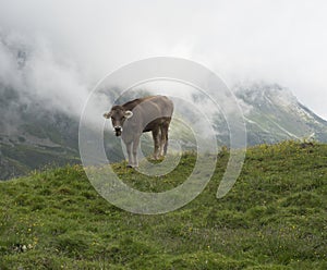 Close up of brown cute grazing cow at alpine meadow, pasture in Stubaital Valley. Summer. Tirol Alps, Austria