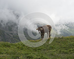 Close up of brown cute grazing cow at alpine meadow, pasture in Stubaital Valley. Summer. Tirol Alps, Austria