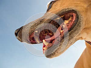 Close up of a brown dog`s open mouth against a blue sky