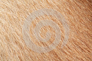 close up brown dog skin for background