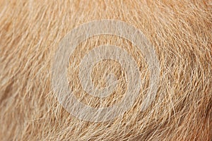 close up brown dog skin for background