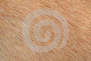 close up brown dog skin for background