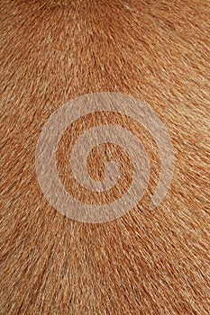 close up brown dog skin for texture