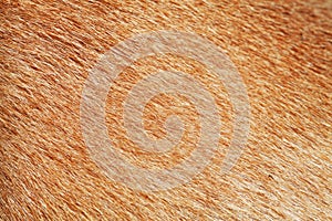 close up brown dog skin for texture