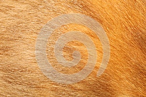 close up brown dog skin for texture and pattern