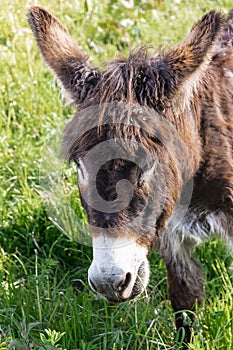 Close-up of a brown donkey in the green meadows of Asturias photo