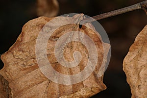 Close up of a brown dried up beech leaf on a branch