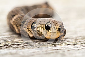 Close up of a brown earthworm