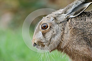 Close up of brown european hare Lepus europaeus hiding in vegetation and relying on camouflage - Concept of mimicry and wildlife