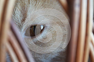 Close-up of the brown eye of a beige cat looking through the bars