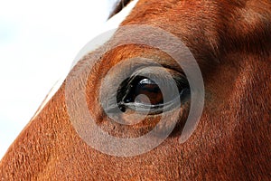 Close up of a brown eye from a browm quarter horse