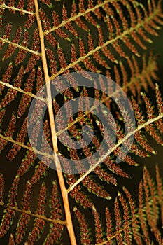 Close-up of brown fern leaf